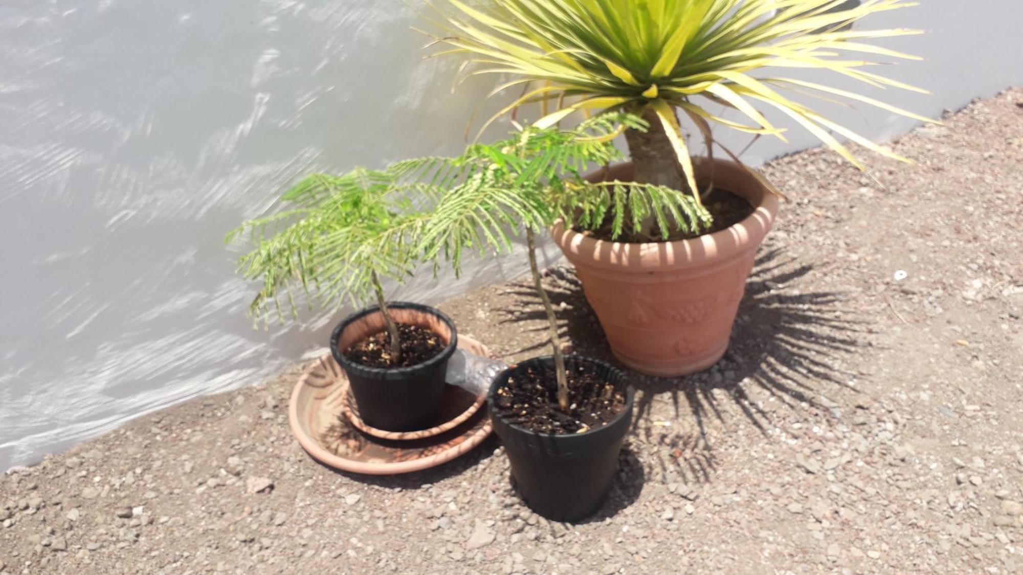 Nueva Casa Rural Piscina Privada サンタクルスデテネリフェ エクステリア 写真